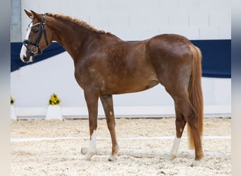 Pony tedesco, Giumenta, 3 Anni, 152 cm, Sauro