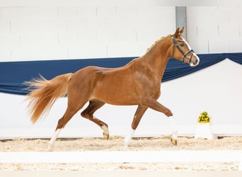 Pony tedesco, Giumenta, 3 Anni, 152 cm, Sauro