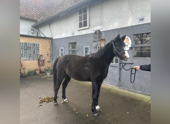 Pony tedesco, Giumenta, 3 Anni, 153 cm, Baio nero