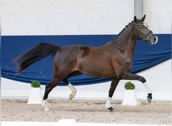 Pony tedesco, Giumenta, 3 Anni, 156 cm, Morello
