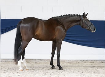 Pony tedesco, Giumenta, 3 Anni, 156 cm, Morello