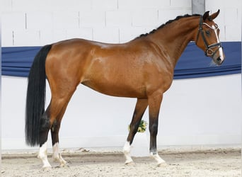 Pony tedesco, Giumenta, 3 Anni, 157 cm, Baio