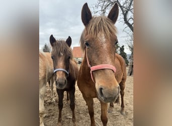 Pony tedesco Mix, Giumenta, 3 Anni
