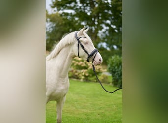 Pony tedesco, Giumenta, 3 Anni, Cremello