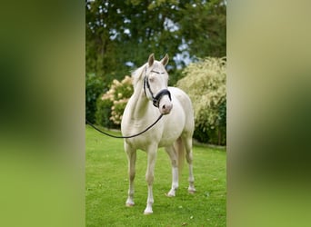 Pony tedesco, Giumenta, 3 Anni, Cremello