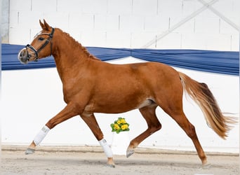 Pony tedesco, Giumenta, 3 Anni, Sauro