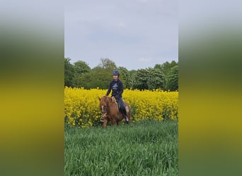 Pony tedesco, Giumenta, 4 Anni, 135 cm, Sauro