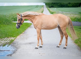 Pony tedesco, Giumenta, 4 Anni, 140 cm, Red dun