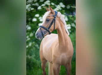 Pony tedesco, Giumenta, 4 Anni, 140 cm, Red dun