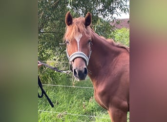 Pony tedesco, Giumenta, 4 Anni, 140 cm, Sauro