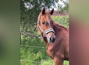 Pony tedesco, Giumenta, 4 Anni, 140 cm, Sauro