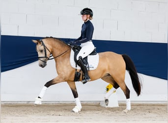 Pony tedesco, Giumenta, 4 Anni, 142 cm, Falbo