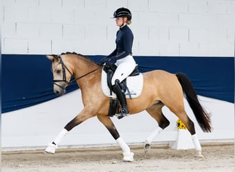 Pony tedesco, Giumenta, 4 Anni, 142 cm, Falbo