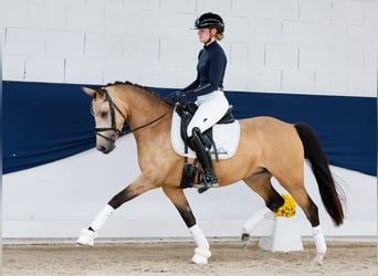 Pony tedesco, Giumenta, 4 Anni, 142 cm, Falbo