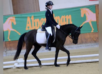 Pony tedesco, Giumenta, 4 Anni, 142 cm, Morello