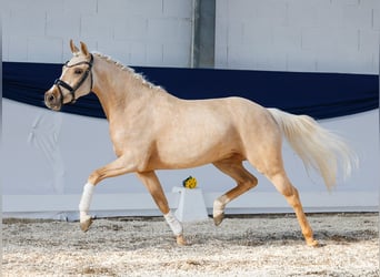Pony tedesco, Giumenta, 4 Anni, 142 cm, Palomino