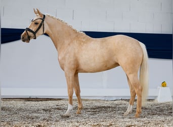 Pony tedesco, Giumenta, 4 Anni, 142 cm, Palomino