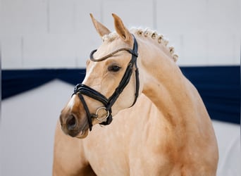 Pony tedesco, Giumenta, 4 Anni, 142 cm, Palomino