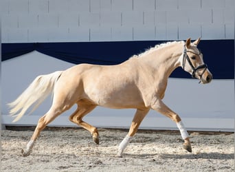Pony tedesco, Giumenta, 4 Anni, 142 cm, Palomino