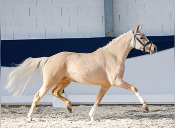 Pony tedesco, Giumenta, 4 Anni, 142 cm, Palomino