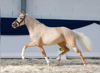 Pony tedesco, Giumenta, 4 Anni, 142 cm, Palomino