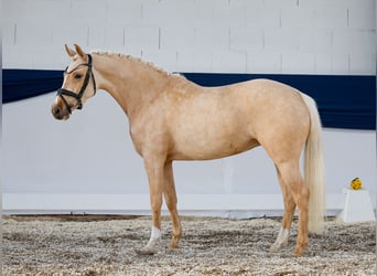 Pony tedesco, Giumenta, 4 Anni, 142 cm, Palomino