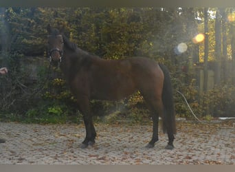 Pony tedesco, Giumenta, 4 Anni, 143 cm, Baio