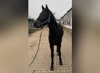 Pony tedesco, Giumenta, 4 Anni, 143 cm, Baio scuro