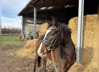 Pony tedesco, Giumenta, 4 Anni, 143 cm, Baio scuro