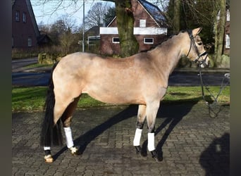 Pony tedesco, Giumenta, 4 Anni, 143 cm, Falbo