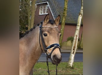 Pony tedesco, Giumenta, 4 Anni, 143 cm, Falbo