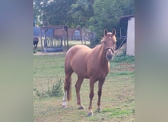 Pony tedesco, Giumenta, 4 Anni, 143 cm, Sauro