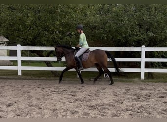 Pony tedesco, Giumenta, 4 Anni, 144 cm, Baio