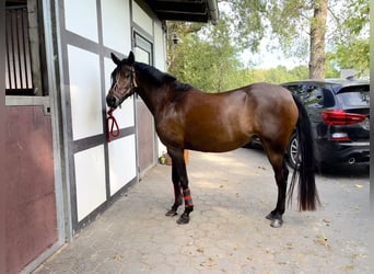 Pony tedesco, Giumenta, 4 Anni, 144 cm, Baio