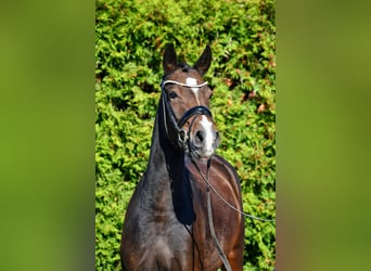 Pony tedesco, Giumenta, 4 Anni, 144 cm, Baio