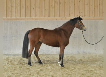 Pony tedesco, Giumenta, 4 Anni, 144 cm, Baio