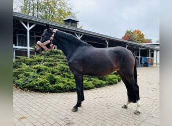 Pony tedesco, Giumenta, 4 Anni, 144 cm, Baio scuro
