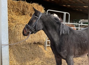 Pony tedesco, Giumenta, 4 Anni, 144 cm, Baio scuro