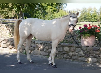 Pony tedesco, Giumenta, 4 Anni, 144 cm, Cremello