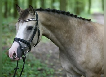 Pony tedesco, Giumenta, 4 Anni, 144 cm, Falbo