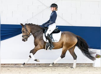 Pony tedesco, Giumenta, 4 Anni, 144 cm, Falbo
