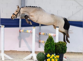 Pony tedesco, Giumenta, 4 Anni, 144 cm, Falbo