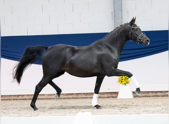 Pony tedesco, Giumenta, 4 Anni, 144 cm, Morello