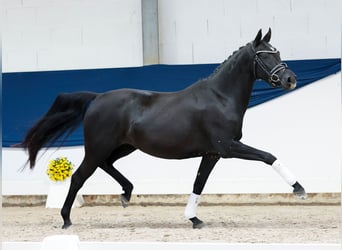 Pony tedesco, Giumenta, 4 Anni, 144 cm, Morello