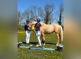 Pony tedesco, Giumenta, 4 Anni, 144 cm, Palomino
