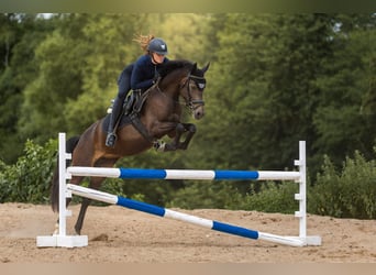 Pony tedesco, Giumenta, 4 Anni, 144 cm, Pelle di daino