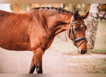 Pony tedesco, Giumenta, 4 Anni, 145 cm, Baio