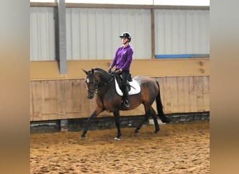 Pony tedesco, Giumenta, 4 Anni, 145 cm, Baio scuro