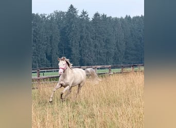 Pony tedesco, Giumenta, 4 Anni, 145 cm, Champagne