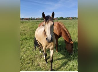 Pony tedesco, Giumenta, 4 Anni, 145 cm, Falbo